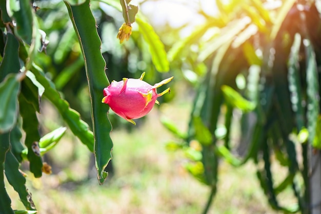 Fruta del dragón en el árbol de la fruta del dragón esperando la cosecha en la granja agrícola en la plantación asiática de pitahaya fruta del dragón en Tailandia en el verano