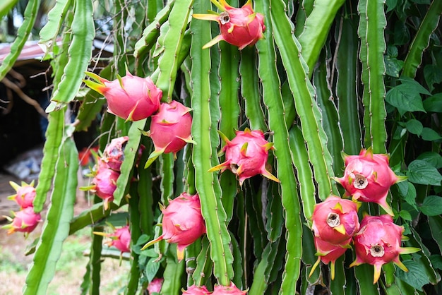 Fruta del dragón en el árbol de la fruta del dragón esperando la cosecha en la granja agrícola en la plantación asiática de pitahaya fruta del dragón en Tailandia en el verano