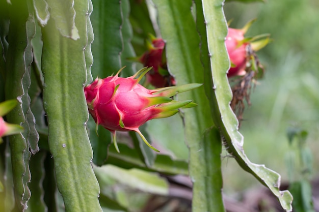 Fruta del dragón en campo o paisaje del campo de Pitahaya.