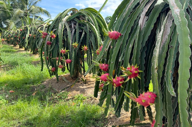 Fruta del dragón en la cosecha del árbol de pitaya de la fruta del dragón en la granja agrícola en la plantación de cactus orgánico de pitahaya del país tropical exótico asiático en Tailandia o Vietnam en el día soleado de verano