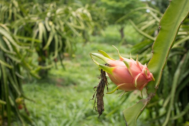 fruta del dragón en jardín, fruta del dragón en la planta en la granja de la fruta del dragón.