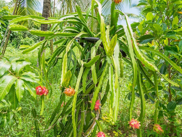 Fruta del dragón en el jardín