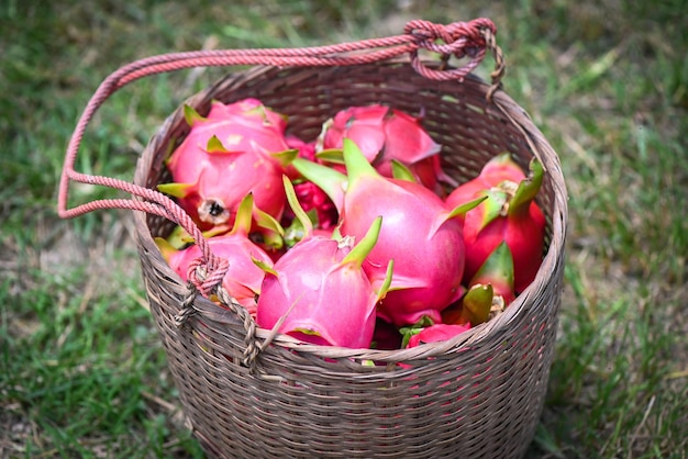 Foto fruta de dragón madura en la canasta cosecha de la granja de agricultura de árboles de dragón para la venta en el mercado en la plantación asiática de pitahaya fruta de dragones en tailandia en el verano