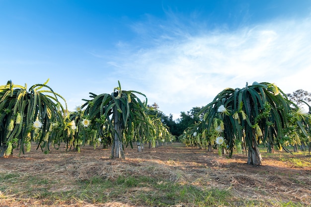 Fruta del dragón en la planta, es plantación popular en Asia sudoriental