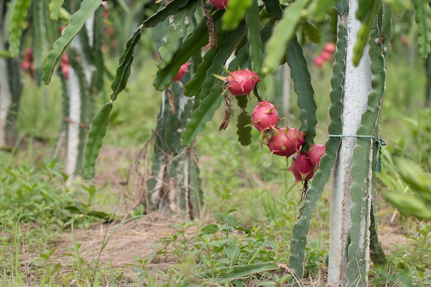 Fruta del dragón en la planta, fruta cruda de Pitaya en árbol