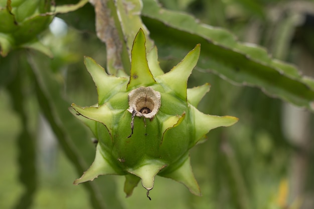 Fruta del dragón en la planta, fruta de pitaya cruda en árbol, una pitaya o pitahaya es el fruto de varias especies de cactus autóctonas de las Américas