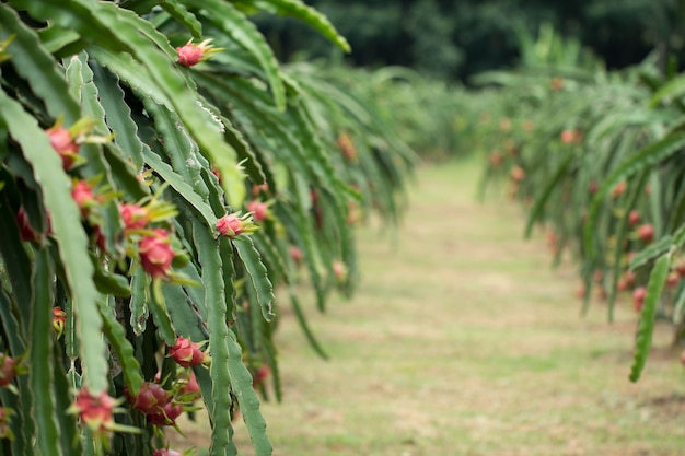 Fruta del dragón en la planta, Fruta Pitaya cruda en el árbol, Una pitaya o pitahaya es el fruto de varias especies de cactus indígenas de las Américas