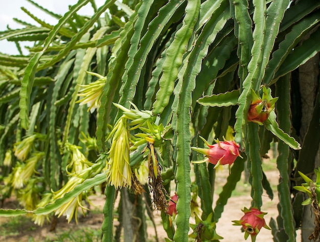 Fruta del dragón en la planta en la granja