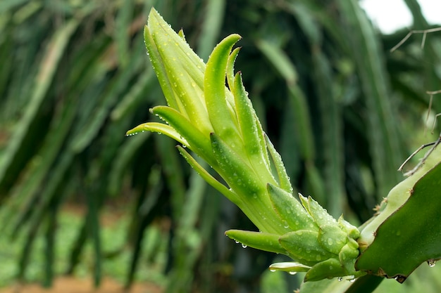 Fruta del dragón en la planta en la granja