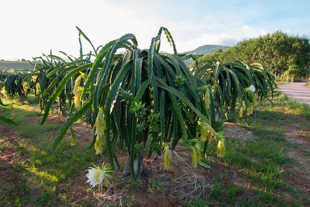 Fruta del dragón en la planta