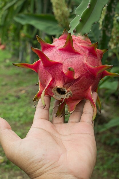 Fruta de dragón rojo en la planta.