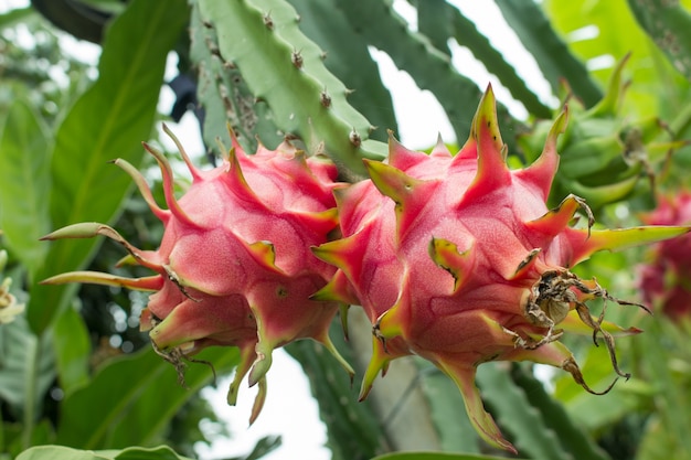 Fruta de dragón rojo en la planta.