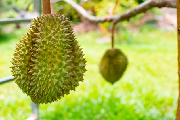 Fruta de durián en el árbol de durián en huerto orgánico de durián.