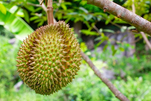 Fruta durian en el árbol durian