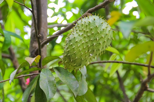 Fruta de Durian en un árbol. Fotografía de frutas exóticas.