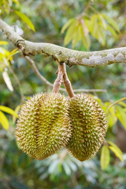 Foto fruta de durian en el árbol
