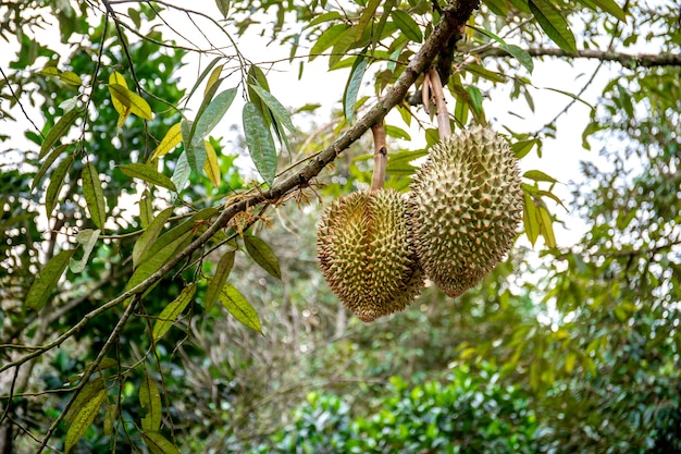 fruta durian fresca en el árbol