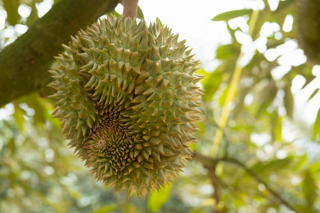 Fruta durian fresca en el árbol