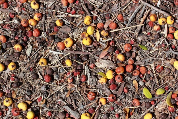 Fruta de espino en el suelo