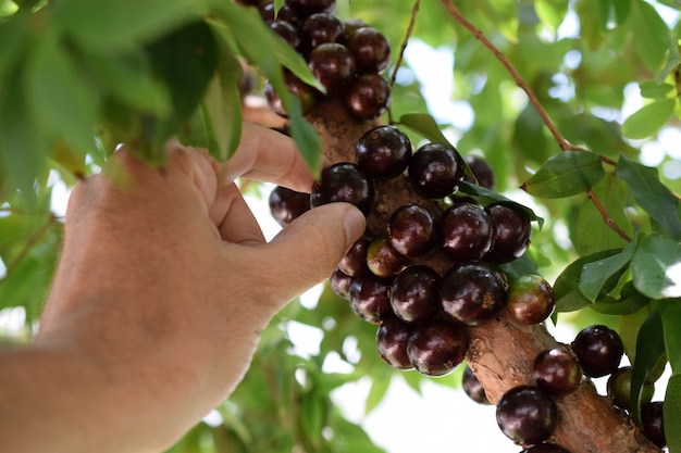 Fruta. exótico. mão colhendo jabuticaba madura na árvore. jabuticaba é a uva brasileira nativa. plinia cauliflora da espécie.