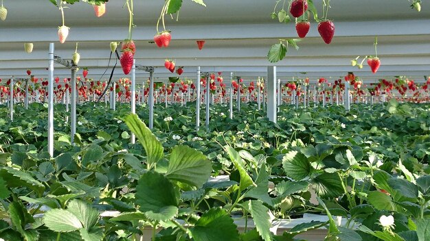 Foto la fruta de fresa crece en un jardín cerrado con hojas verdes