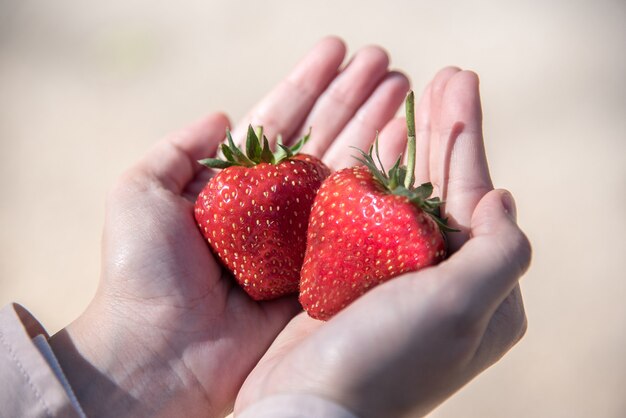 Fruta de fresa madura roja fresca en mano