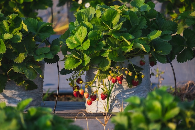 La fruta de fresa y la planta en el jardín.