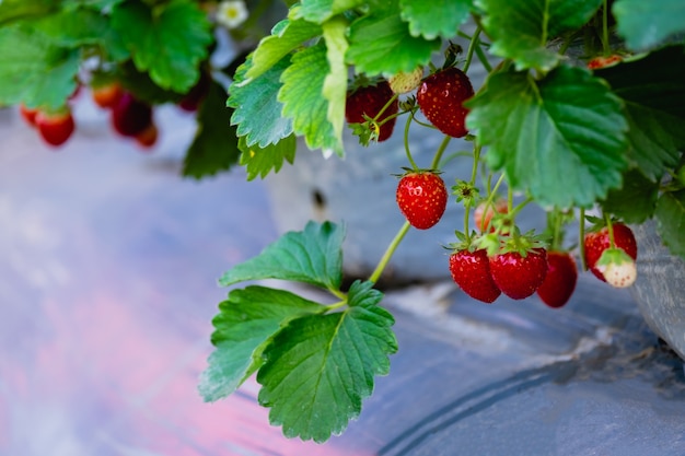 La fruta de fresa y la planta en el jardín.