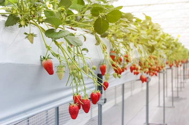 Fruta de fresa en plantación de vivero en Japón