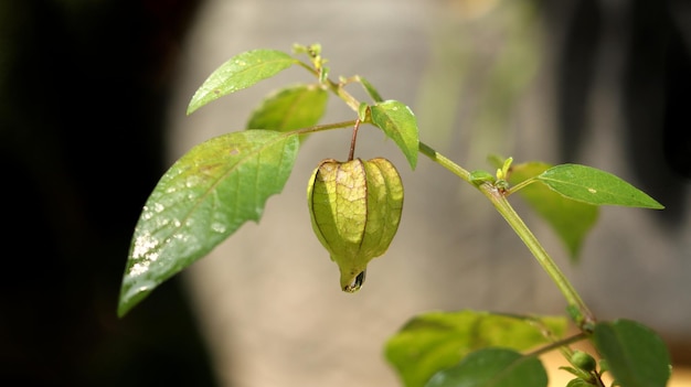 fruta fresca de baya dorada joven en el árbol. Conocido como cereza del cabo de ganso, ciplukan, ceplukan, inca, morel.