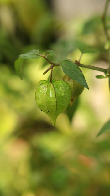 fruta fresca de baya dorada joven en el árbol. Conocido como cereza del cabo de ganso, ciplukan, ceplukan, inca, morel.