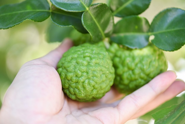 Fruta fresca de la bergamota en el fondo de la naturaleza del árbol, lima Kaffir, Citrus bergamia con hojas sobre mesa de madera