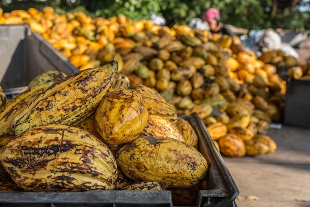 Fruta fresca de cacao en fábrica de cacao.