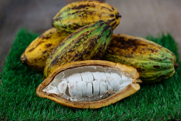 Fruta fresca del cacao