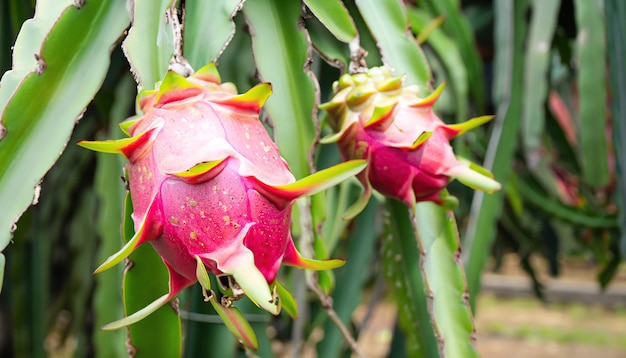 Fruta fresca del dragón en el jardín