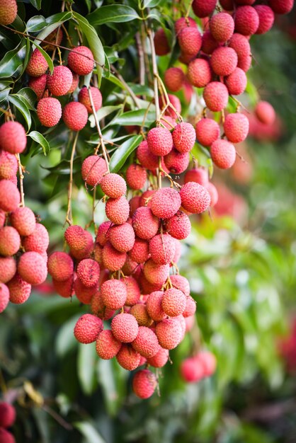 Fruta fresca de lichi madura colgar en el árbol de lichi en el jardín