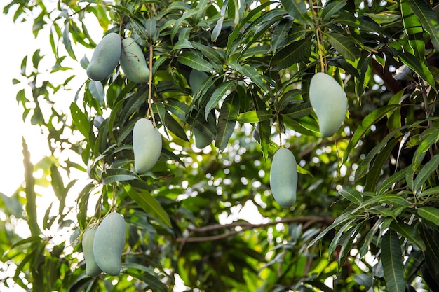 Fruta fresca del mango verde en el árbol en el huerto.