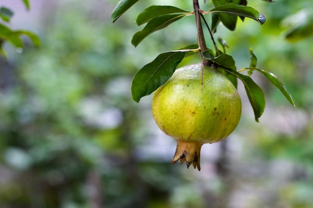 Foto fruta de granada fresca de cerca en el árbol en el jardín de la casa