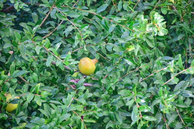 Fruta de granada inmadura de pie en la rama
