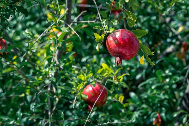 Fruta de granada madura en la rama de un árbol, enfoque selectivo.