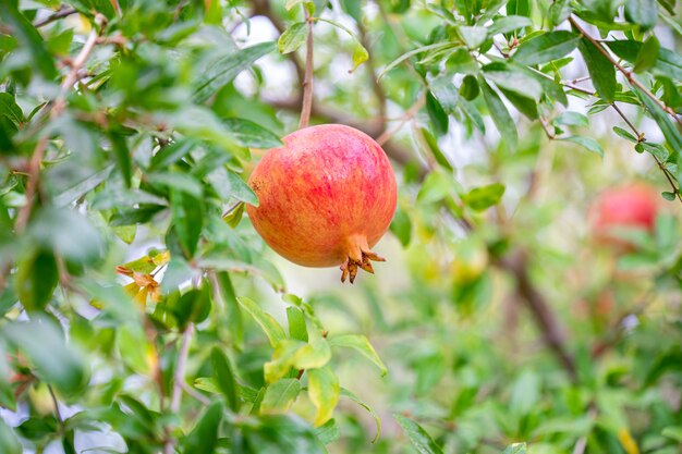 Fruta de granada madura en la rama de un árbol