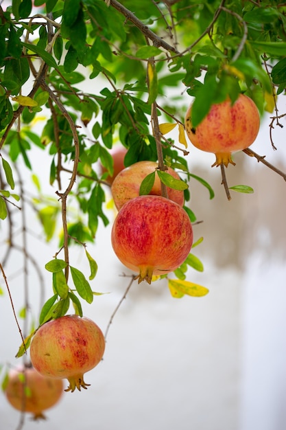 Fruta de granada madura en la rama de un árbol