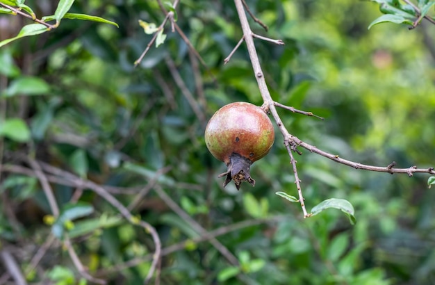 Fruta de granada malsana colgando del árbol de cerca con espacio de copia