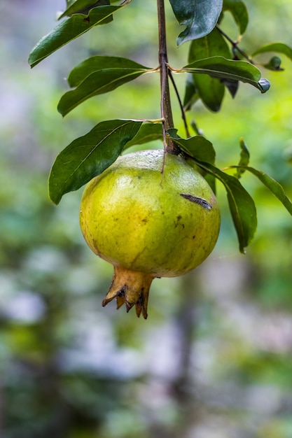 Fruta de granada orgánica de cerca en el árbol en el jardín