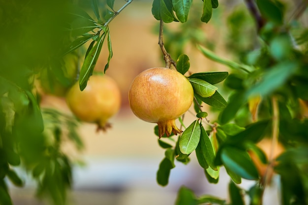 Fruta de la granada que madura en el árbol.