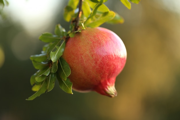 Fruta de granada en una rama en un verde borroso