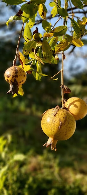 Fruta de granada en la rama