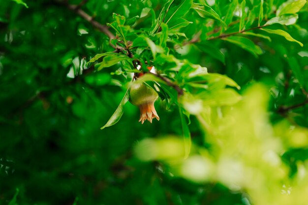 La fruta de la granada de tamaño mediano en el árbol verde