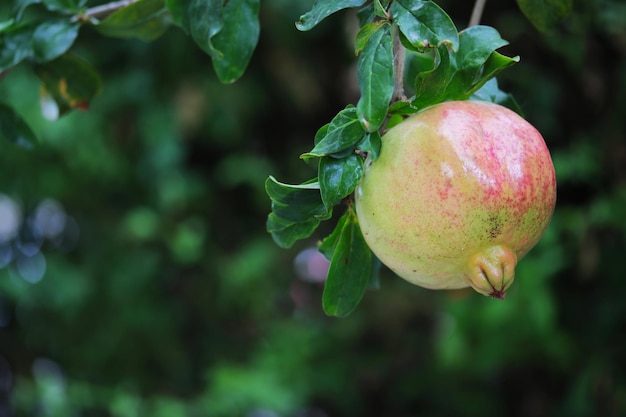 Una fruta de granada verde y roja cuelga de una rama.