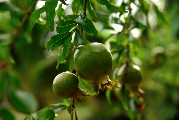 Fruta de la granada verde sobre fondo verde de la naturaleza